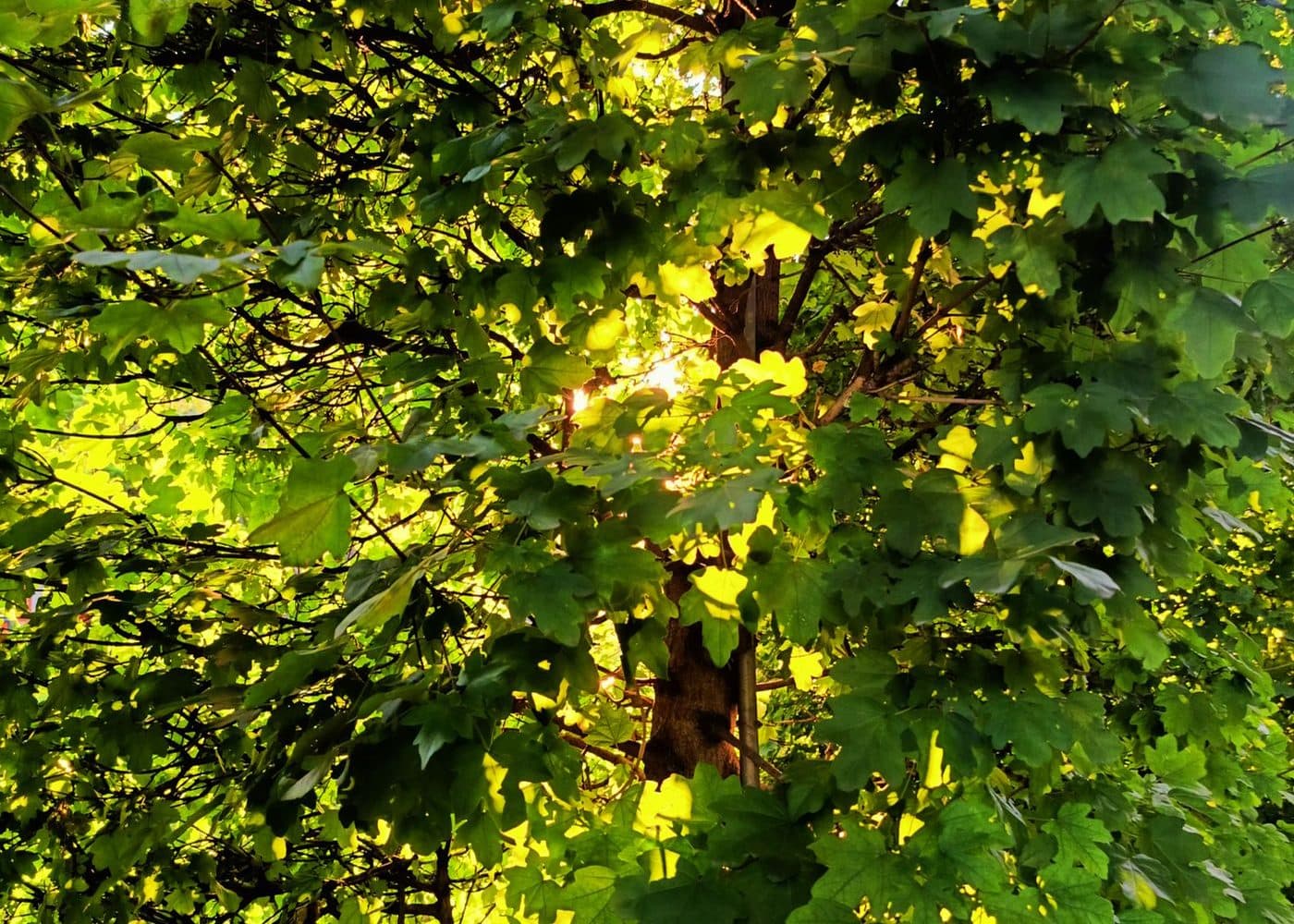 Feuillage vert traversé par la lumière